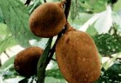 Receita de Pudim de Cupua�u