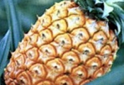 Receita de Abacaxi de Noiva