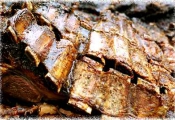Receita de Costela de Boi Assada