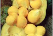Receita de Conserva de Caro�os de Pequi em �leo