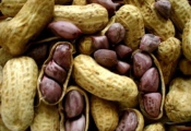 Receita de Amendoim cozido