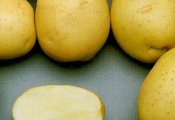 Receita de Batatas com cobertura
